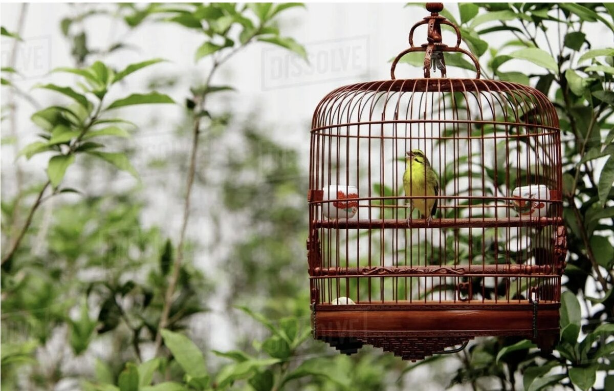 Фото из интернета. Он поймал птицу....