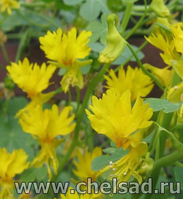 Настурция иноземная - фото из моего сада, на фото логотип моего сайта: http://chelsad.ru/index.php/odnoletniki/60-nasturtsiya