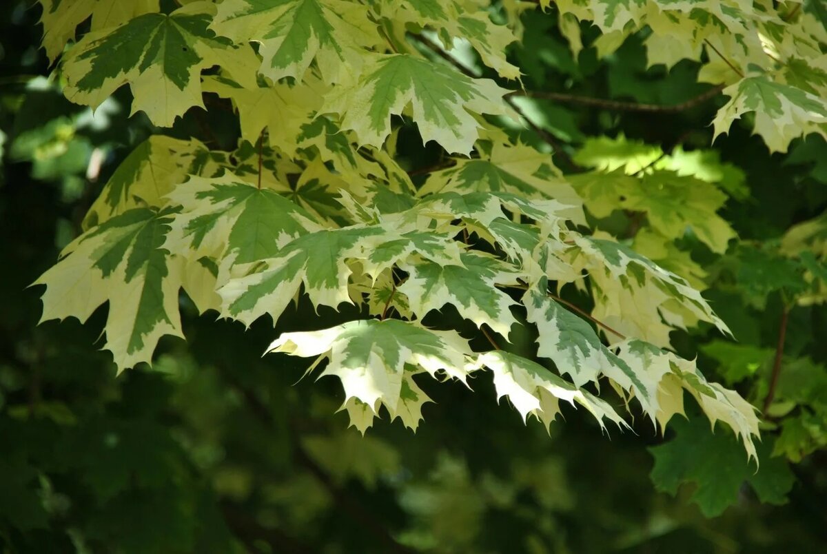 Клен остролистный 'Drummondii'