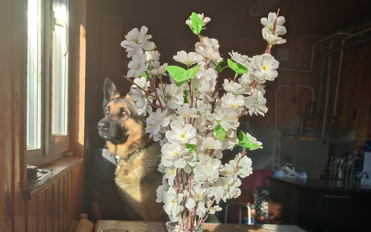 Бося ждёт весну😊