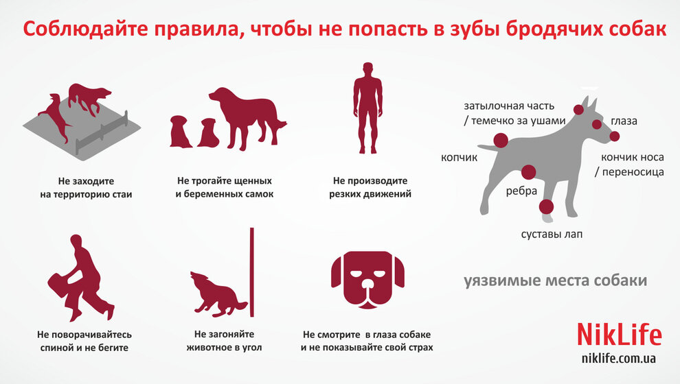 Правило собаки. Памятка при нападении собаки. Поведение при встрече с собакой. Меры безопасности при встрече с домашними собаками. Правила поведения с собаками