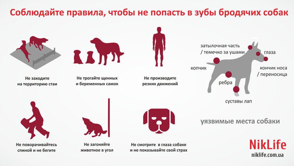 Памятка при нападении собаки. Поведение при встрече с собакой. Меры безопасности при встрече с домашними собаками. Правила поведения с собаками.