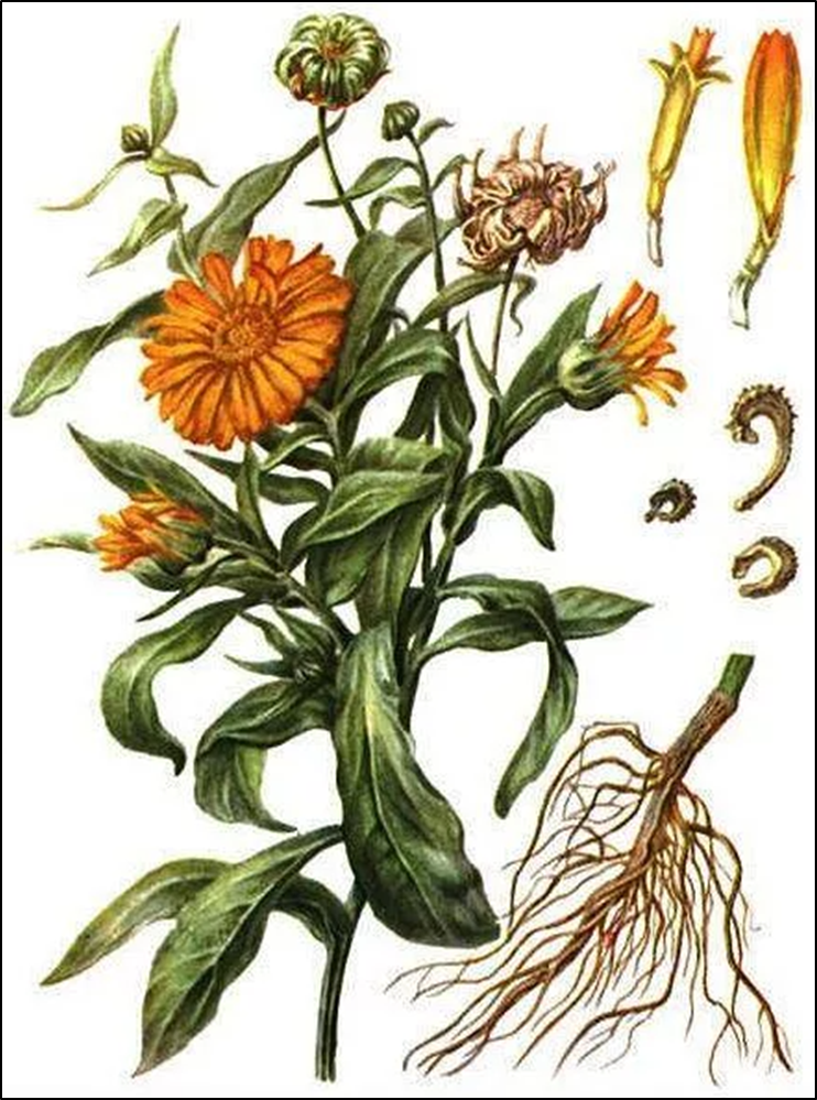 календула, ноготки (calendula). Calendula officinalis препараты. календула лекарственная (calendula officinalis). календула и мята. календула ноготки цветки.