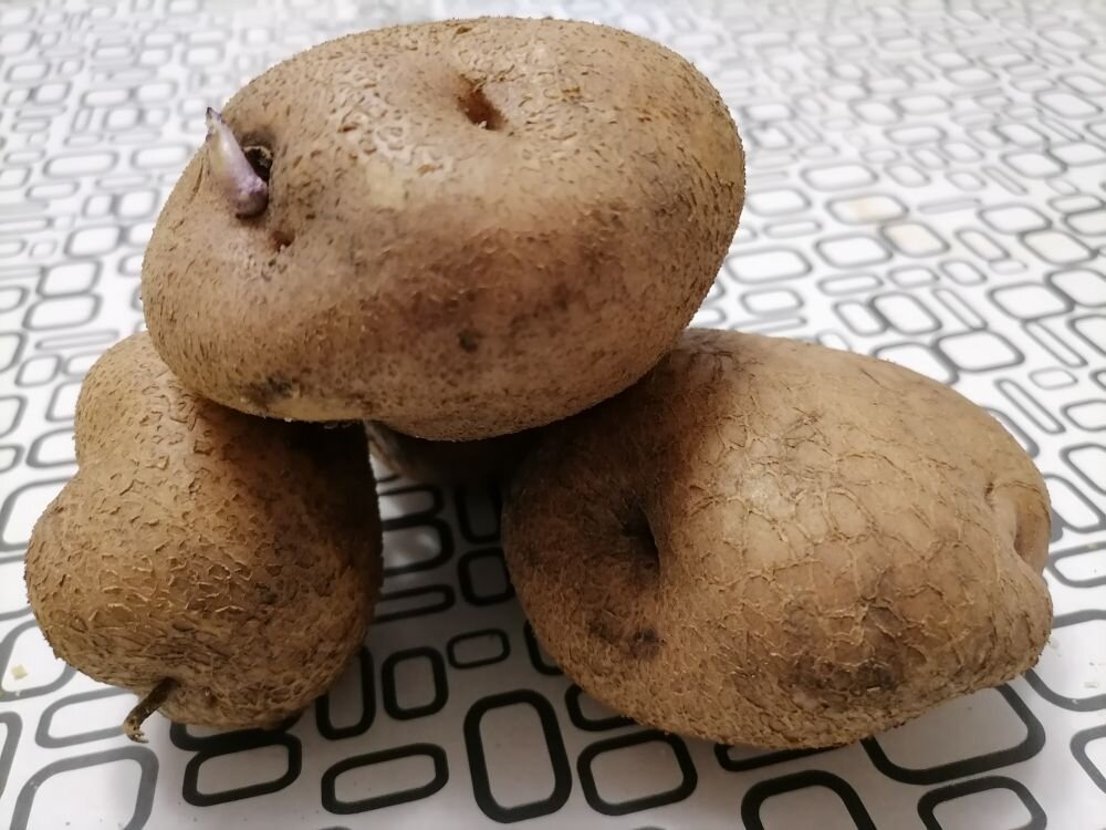 Картошка ростками вниз или вверх. Заменитель картофеля. Аналог картофеля. Картофель Жуковский фото.