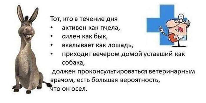 Придет в течение дня. Высказывание про ослов. Будешь в обществе гордых ученых ослов. Смешные фразы про ослика. Шутки про осликов.