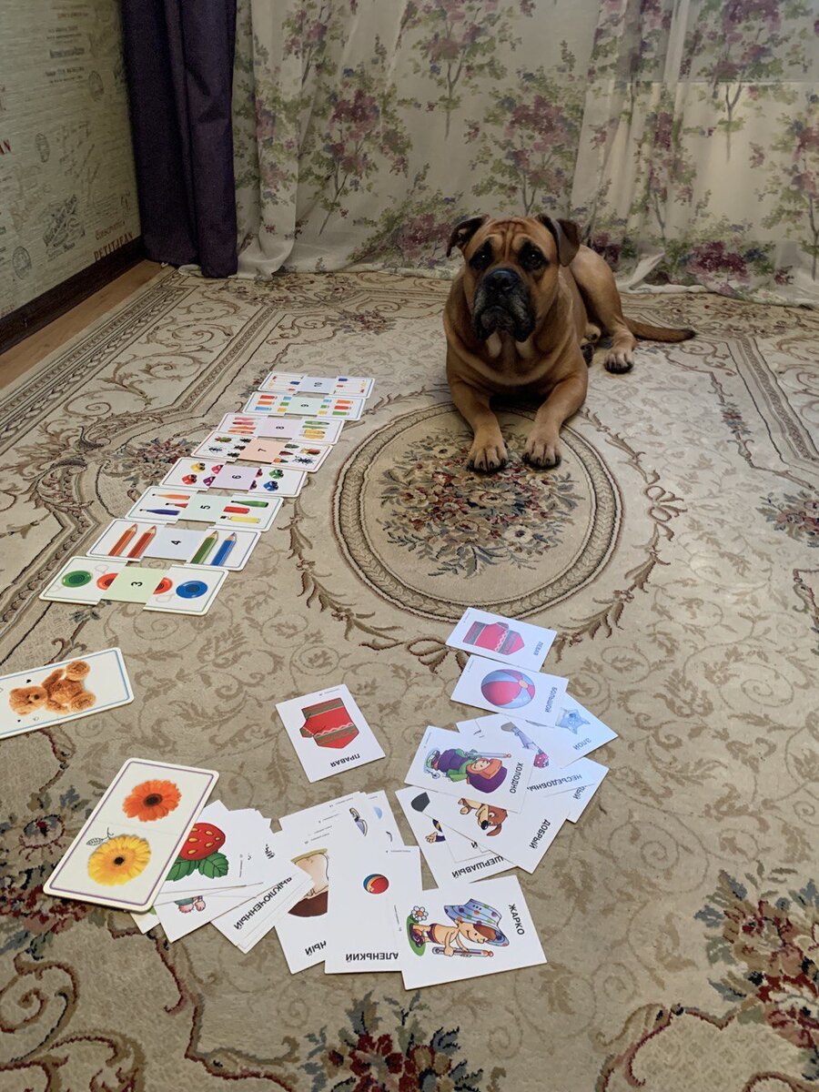 Как приспособить большую собаку к жизни в квартире: советы от экспертов