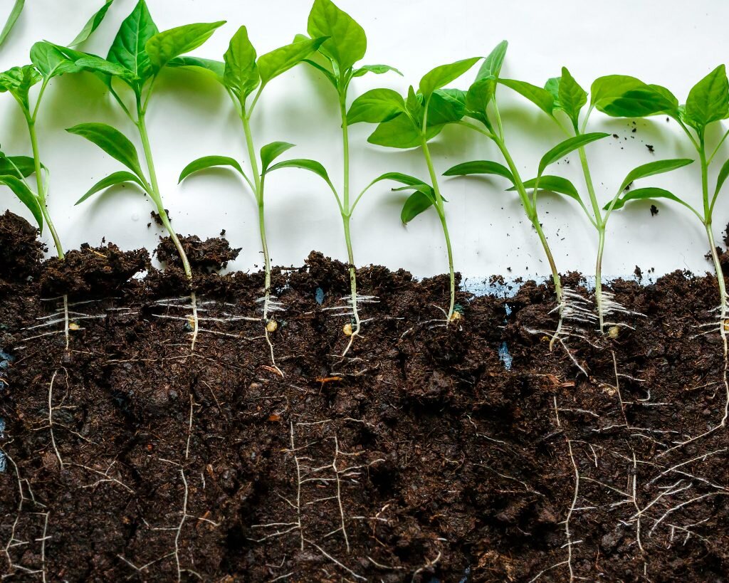 Как высадить переросшую рассаду: полезные советы и рекомендации