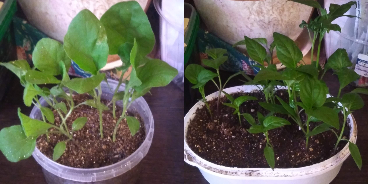 Здравствуйте Дорогие Мои Читатели. На выходных наконец то я рассадила свою уже переросшую рассаду Перцев и Баклажанов. Почему рассадила, а не распикировала ? Потому что  рассаду пикируют в стадии семядолей или двух настоящих листьев, с прищипкой центрального корня, для дальнейшего его разветвления. Я с посадкой цветов уже упустила все сроки пикировки. Первые Перцы и Баклажаны были посеяны еще 3 февраля. С учетом всходов уже прошло больше месяца и они выросли довольно высокими,  листья  уже были большими. Корни у них уже были мочковатые и прищипывать там  было нечего, они хорошо оплетали не большой ком земли, с которым я их и пересаживала. 