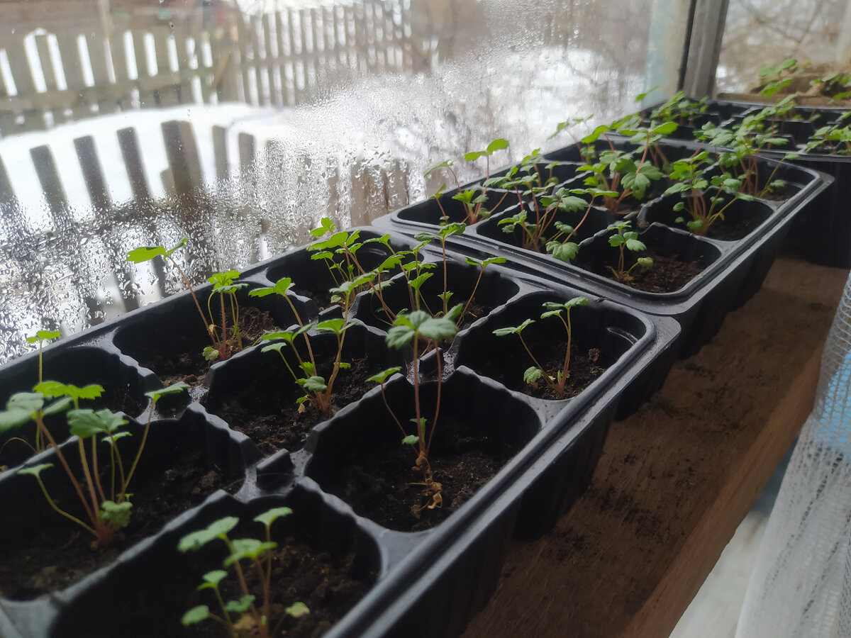 Всё как у всех, и рассада на подоконнике тоже имеется. Земляника. Томаты. Перцы. 