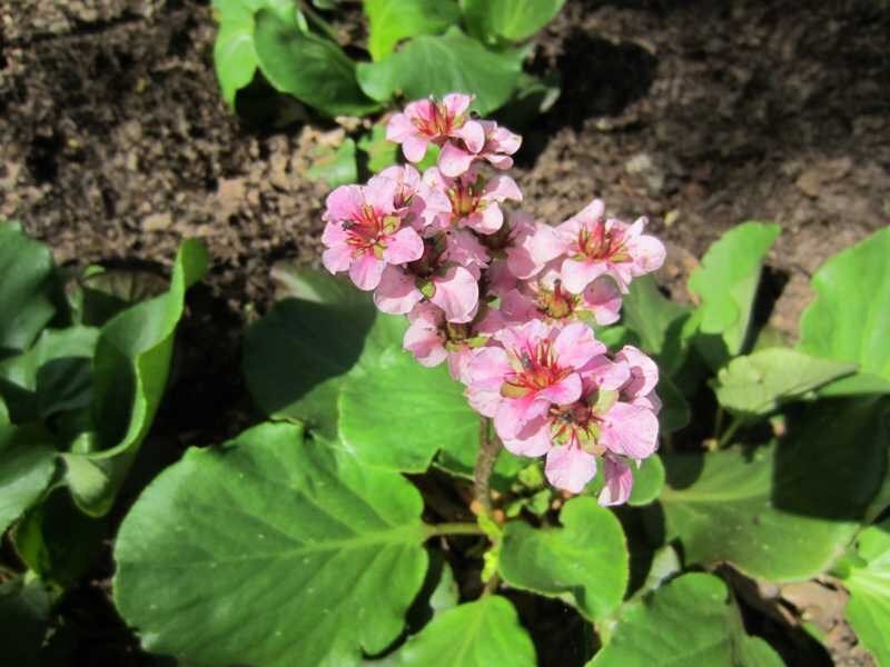 Bergenia ‘Herbstblute’, фото производителя посадочного материала