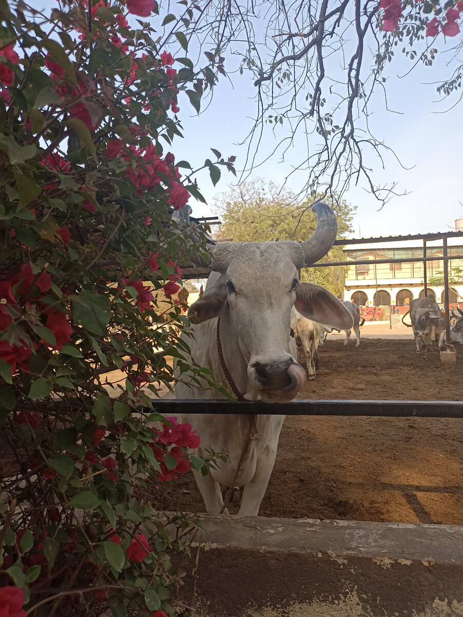 @Рави-Лунтик