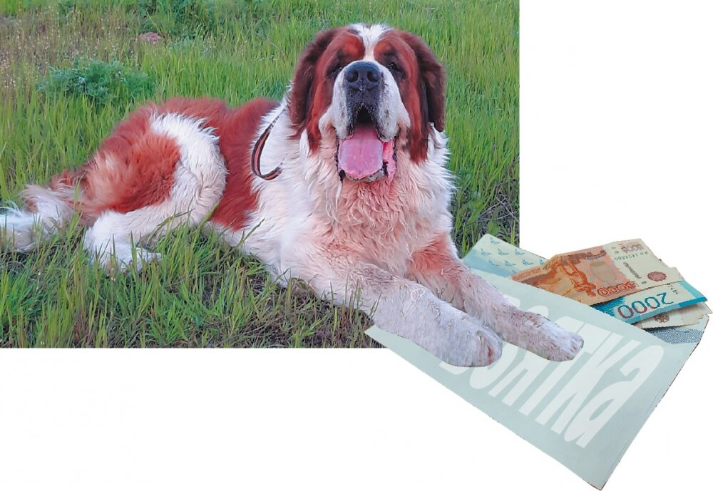    Дай, друг, на лапу мне... Фото:  Коллаж АиФ/ Андрей Бондарев