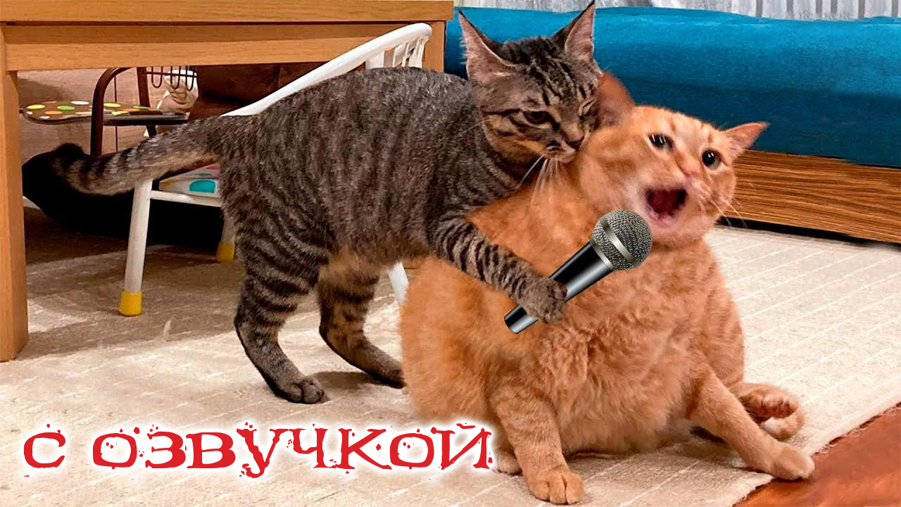 Приколы с котами! Самая смешная озвучка животных! Смешные коты ДО Слёз!