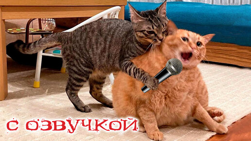 Приколы с котами! Самая смешная озвучка животных! Смешные коты ДО Слёз!