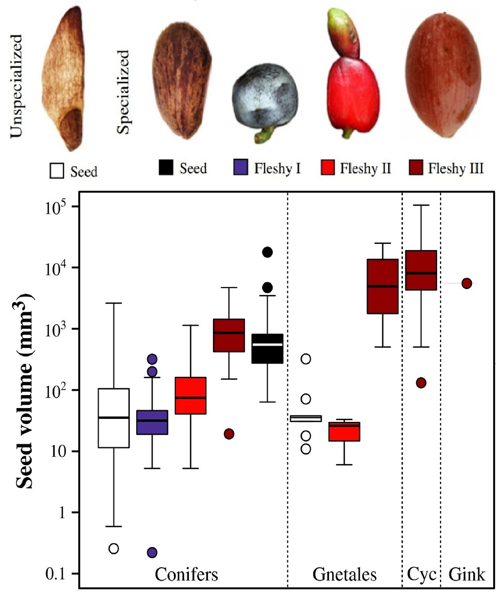 Связь типа семян с их размером.  Источник рисунка - Leslie, A.B., Beaulieu, J.M., Mathews, S. 2017.Variationin seed size is structured by dispersal syndrome and cone morphology in conifers and other non-flowering seed plants. New Phytologist. DOI: 10.1111/nph.14456.