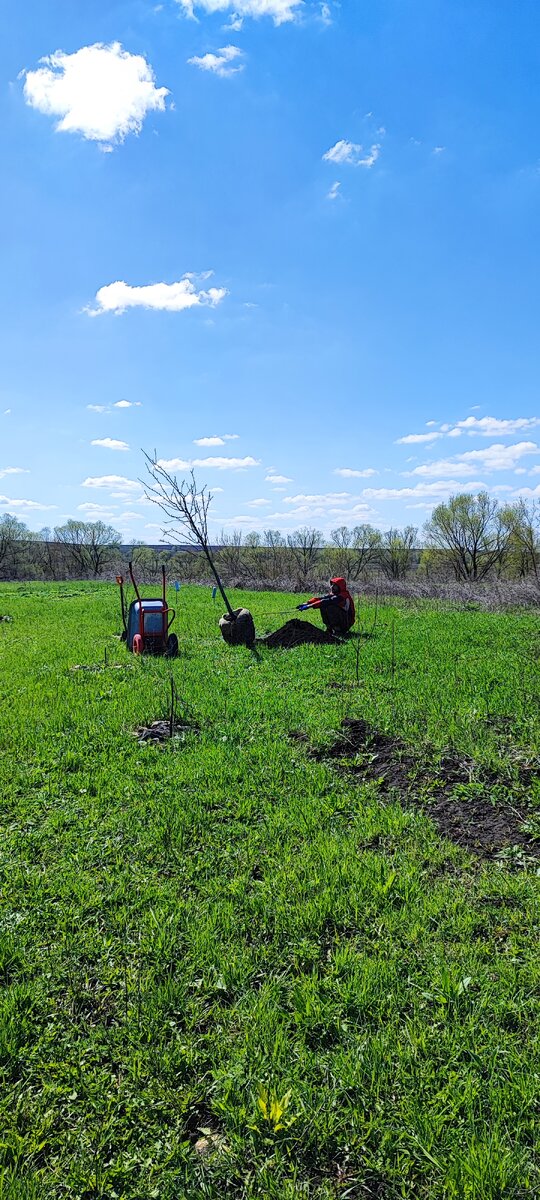 а это муж держит нашу сливу из питомника))