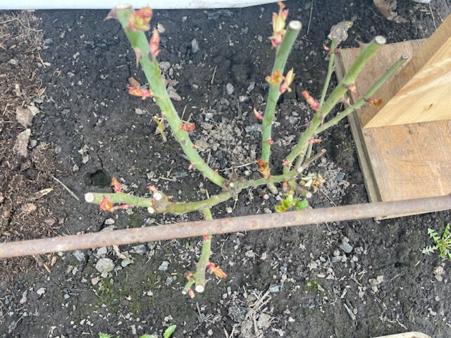 ЗЕМЛЯ ОТТАЯЛА, ЛИСТИКИ ПОЯВЛЯЮТСЯ