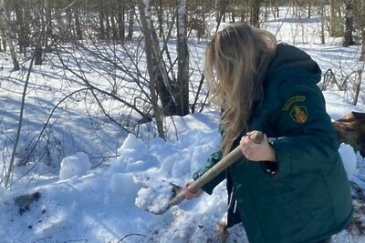    Командно-штабные учения прошли на территории Орехово-Зуевского лесничества © Пресс-служба Комитета лесного хозяйства Московской области