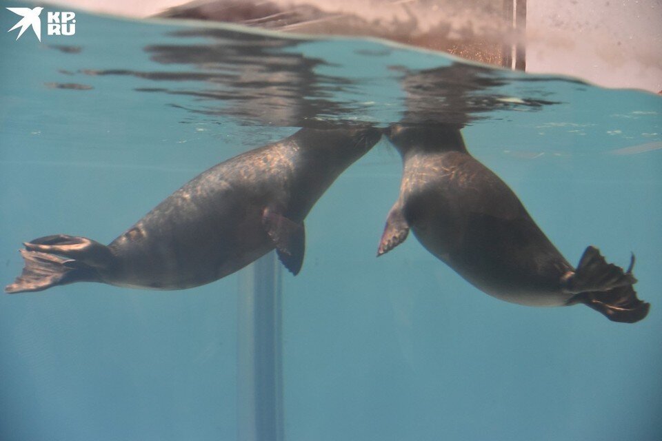     Тюлени в зоопарке. Архив «КП». Влад КОМЯКОВ, Архив «КП»