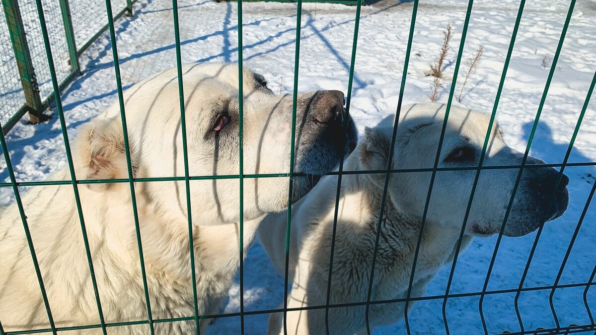 В Новосибирске утвердили новые правила содержания домашних животных |  Atas.info | Дзен