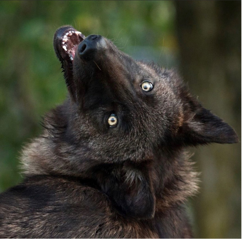 Волк-меланист 