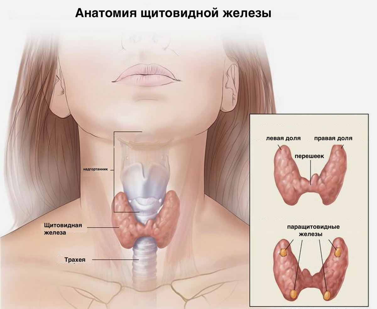 Как выглядит щитовидка у женщин в картинках