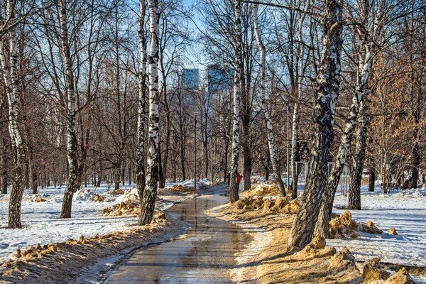 Ну вот и всё ... пришла пора иная, всё посерело и сияет пустотой ... 

Весна ... Парк 50-летия Октября, Москва ...   

  