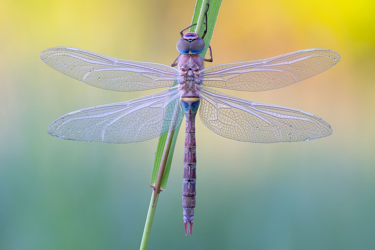 Такая сиреневая! Я чаще вижу огромных, сине-зеленых.