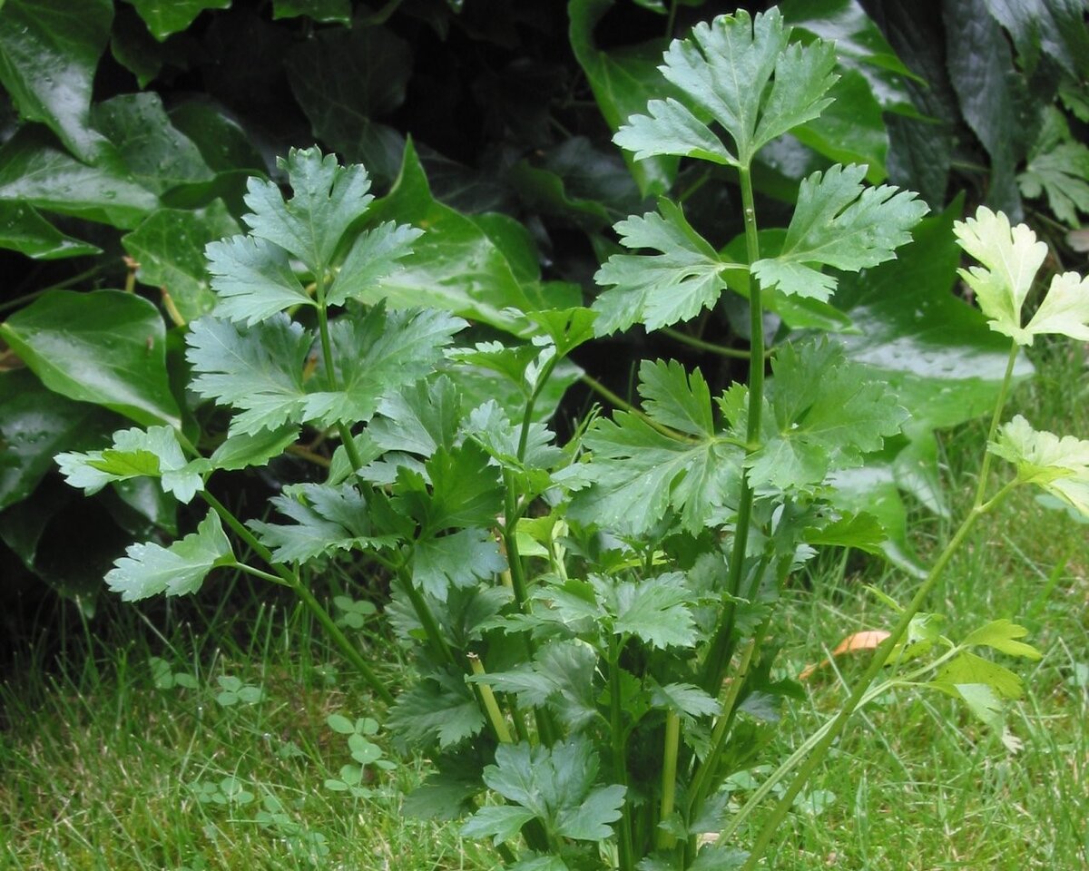 Сельдерей листовой