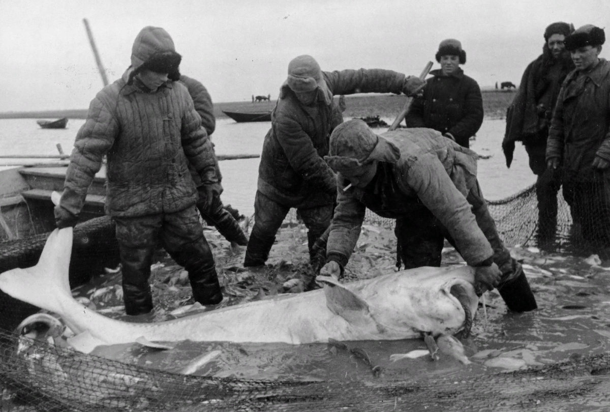 белуга в азовском море