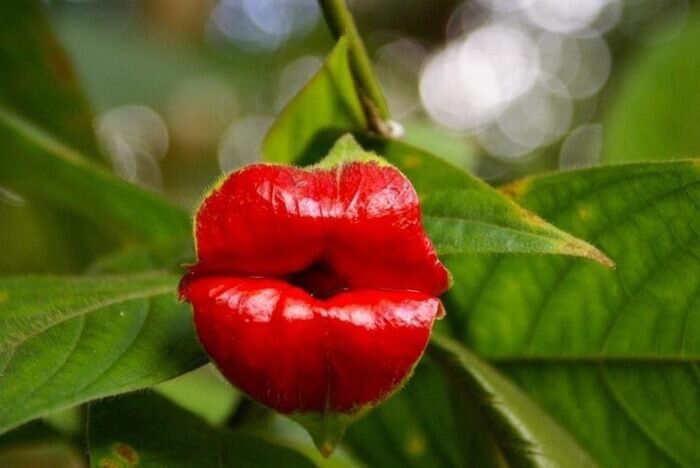 Психотрия возвышенная (Psychotria Elata)