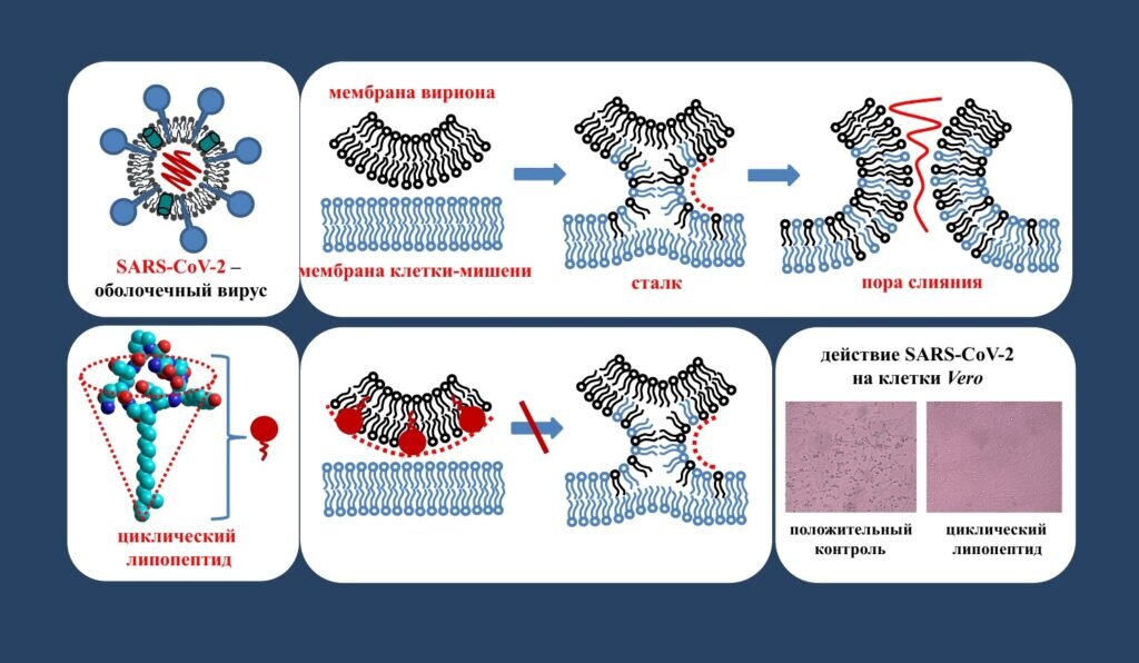    Иллюстрация процесса исследования / ©Ольга Остроумова