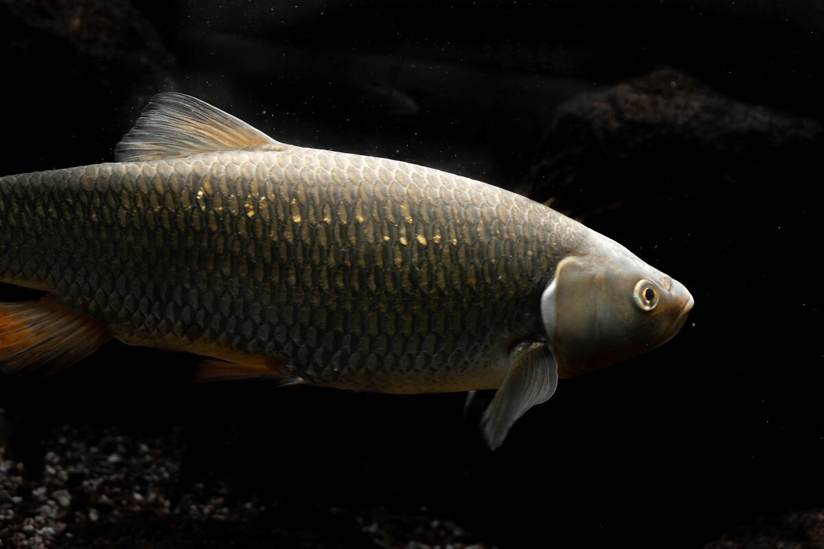 Просто карп