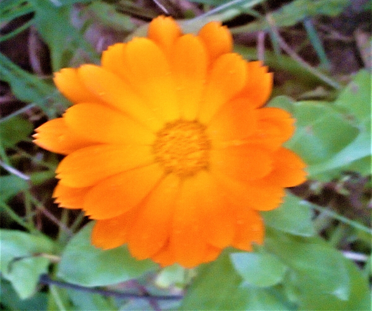 С добрым утром! Фото автора канала.