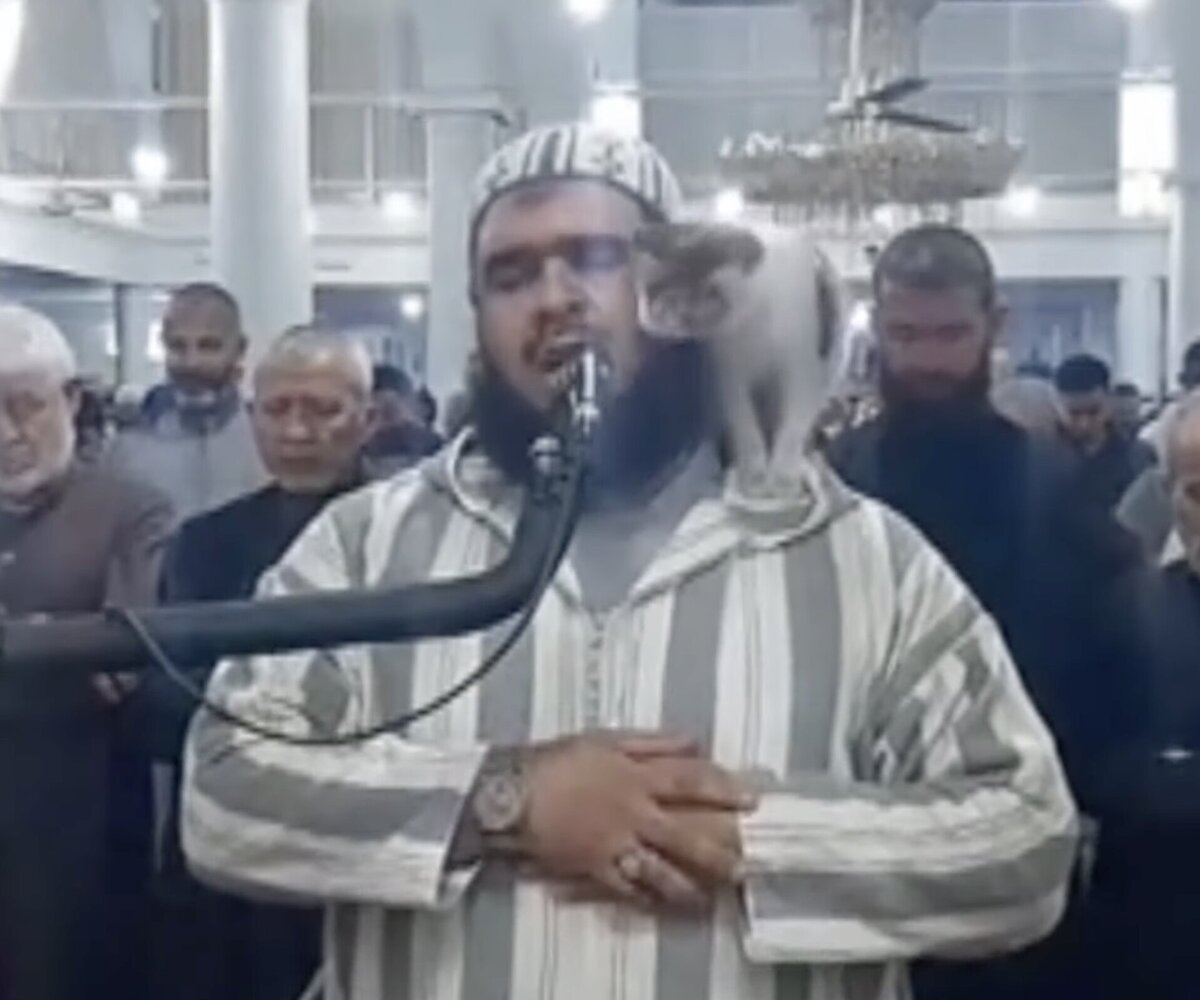     В Алжире кошка неожиданно запрыгнула на имама во время молитвы в мечети. А он и не был против