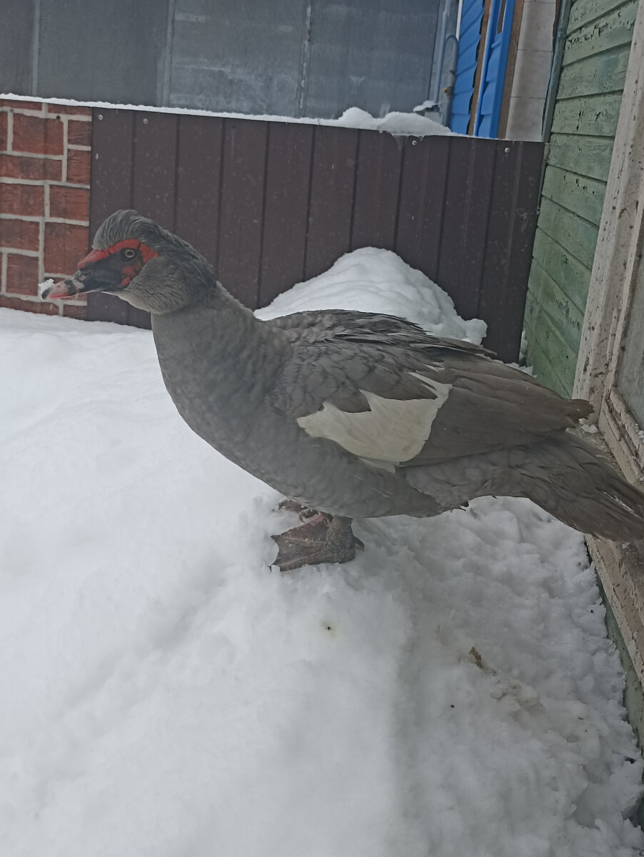 Селезень лавандовый или серо-жемчужный