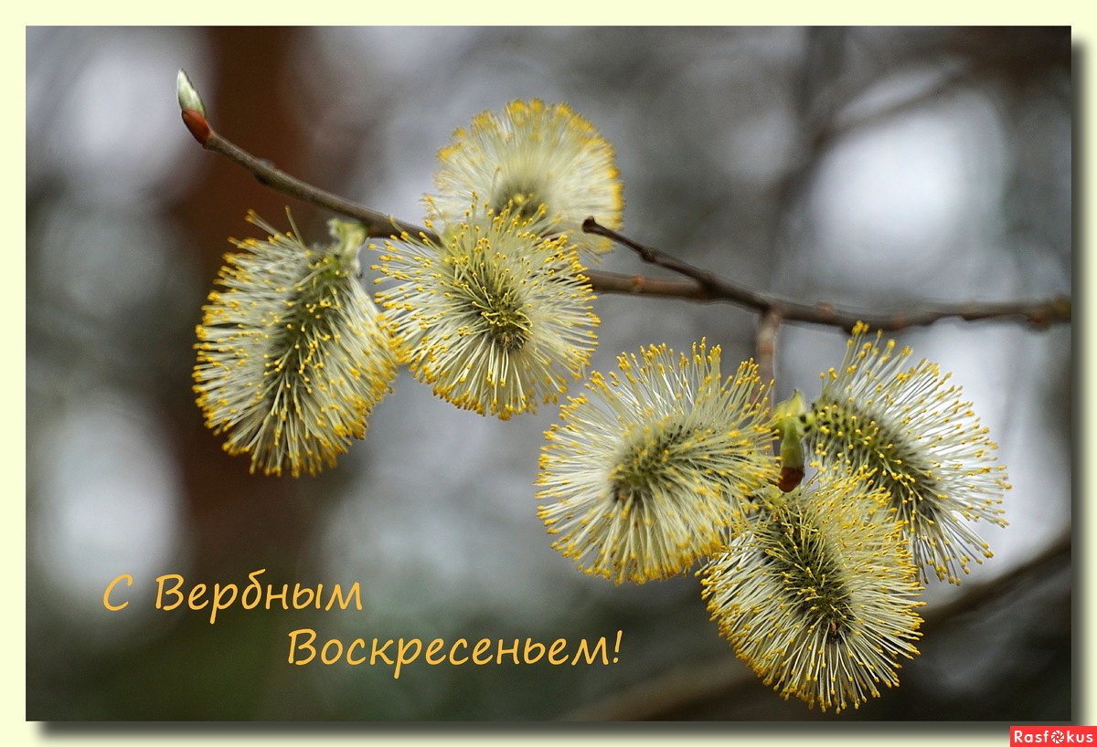 С Вербным воскресеньем Верба и храм