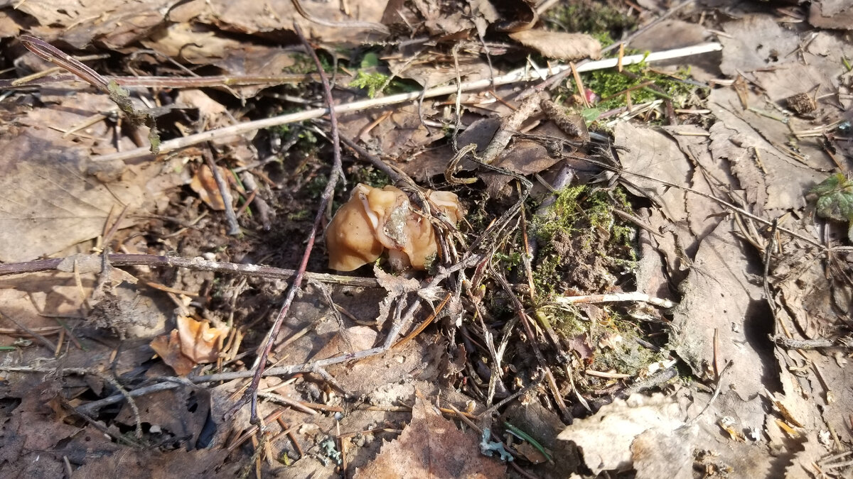 Но размер явно пока не пищевой