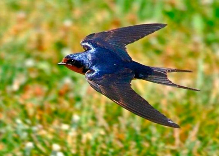 из интернета.