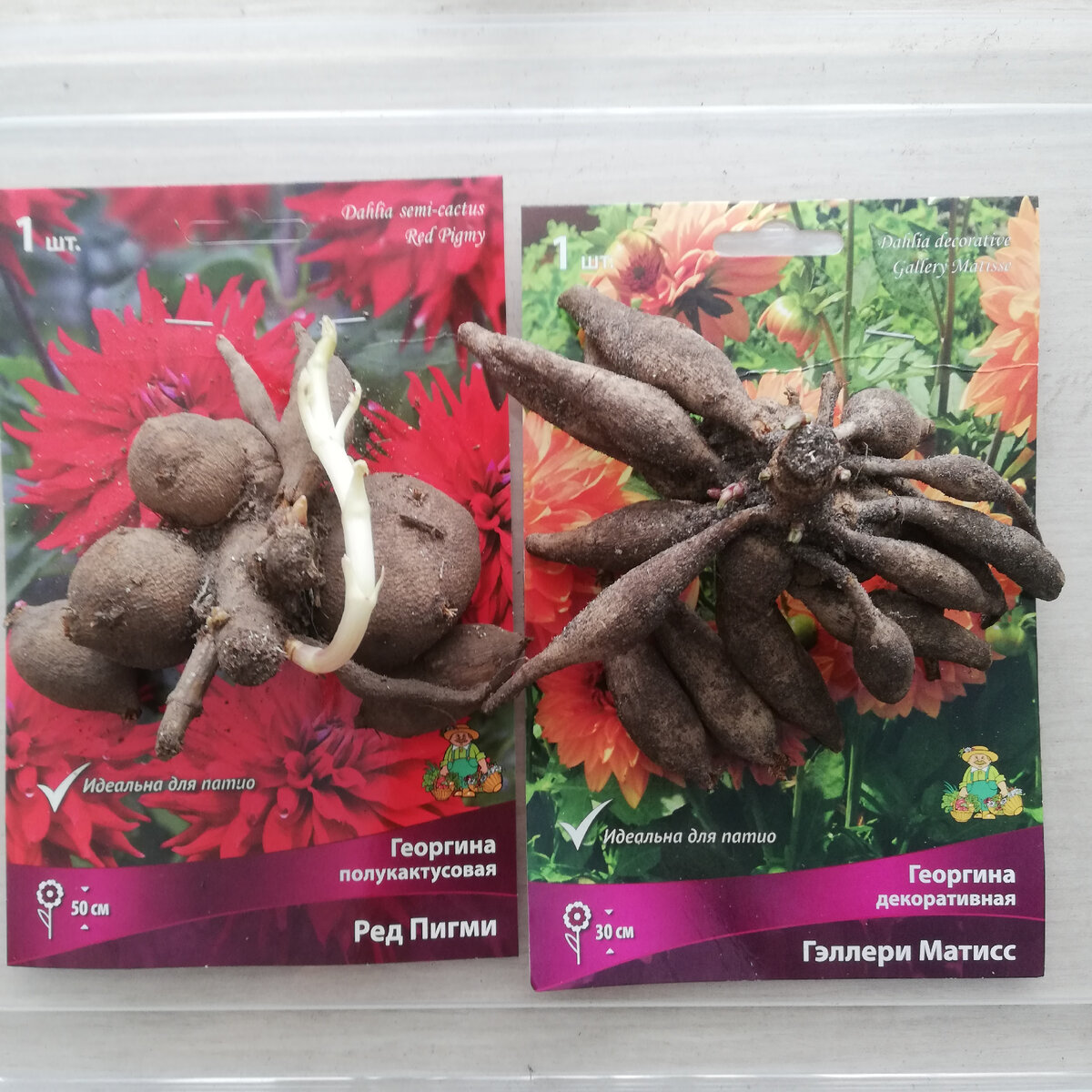 Георгины с ростками, посажены в горшки в начале марта