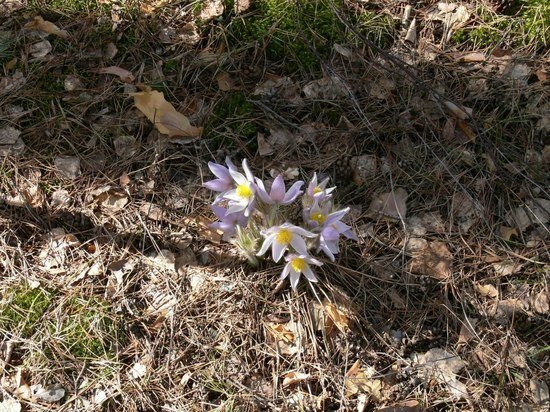     Фото: МК в Ленобласти