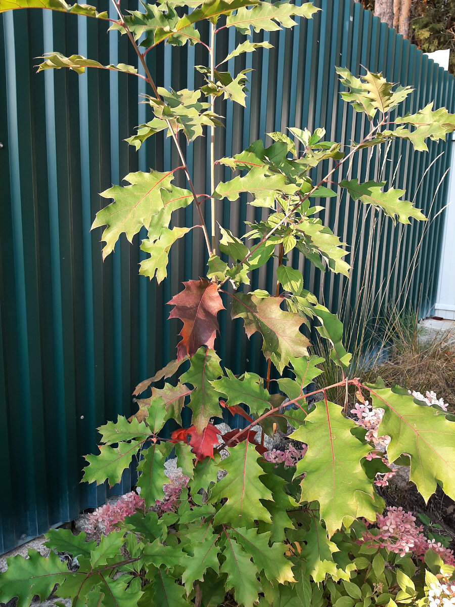 Этому сеянцу Дуба красного - 5 лет