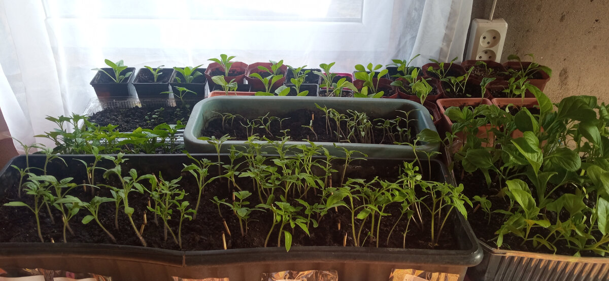 Рассада растет.