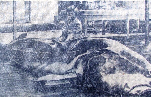 Фото С. Курунина на страницах газеты "Сталинградская правда" от 20 апреля 1938 года с изображением пойманной колхозниками артели "Рыбак, вперед" редкостной белуги весом 611 килограмм. Бригадир Ф. Я. Васитчиков и наводчик Шалухин получили за нее 1222 рубля. 