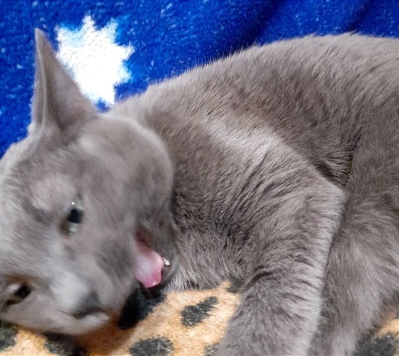 Муся зевает. Фотография из нашего архива. 