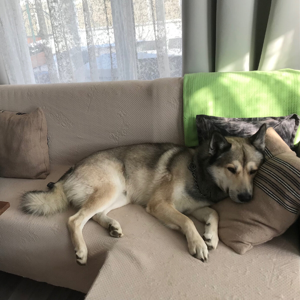 На улице дождь и даже Каштан не раётся на улицу.