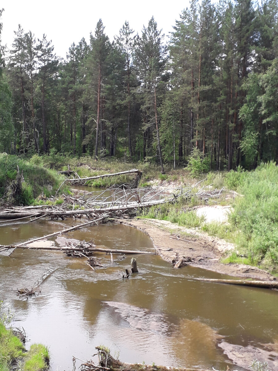 Река в лесу