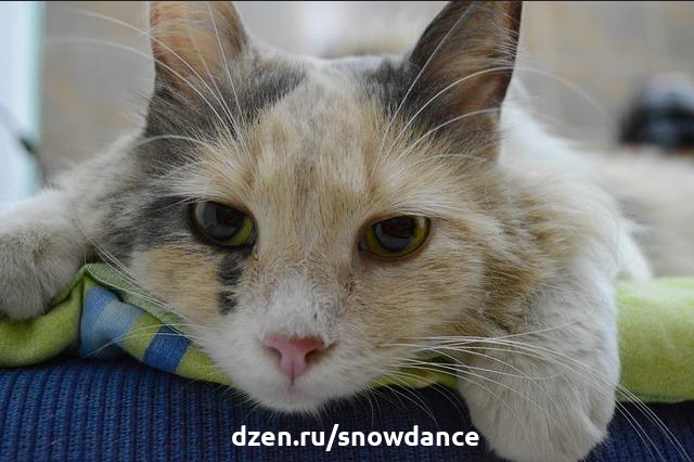 Положительное воздействие игрушек и лакомств