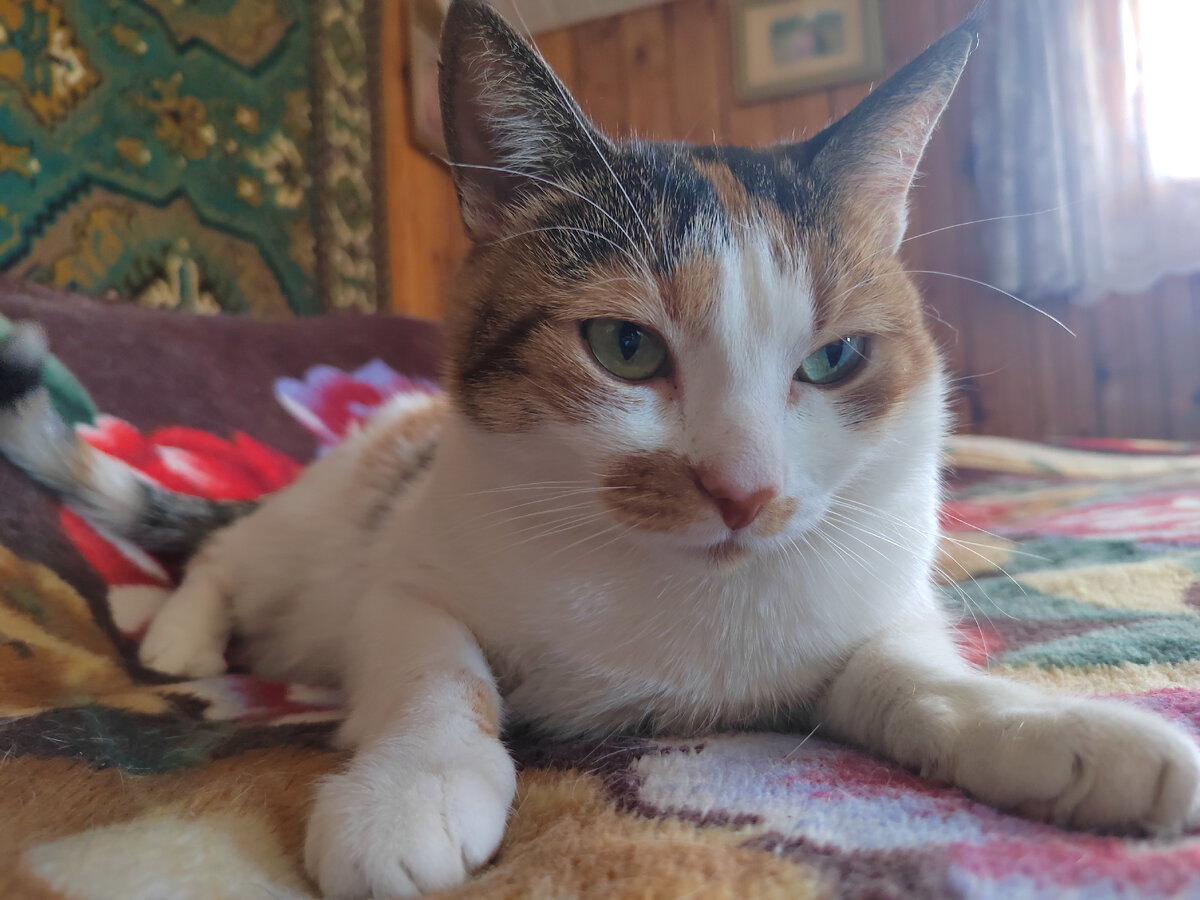 Тигра явно что-то задумала не доброе, лишили же игрушки в виде кустика смородины 