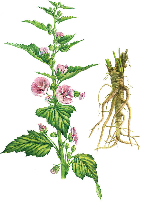 Корень алтея картинки